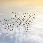 Birds flying in the formation of an arrow against a backdrop of a clouded and bright sky. Representing leadership and team working.